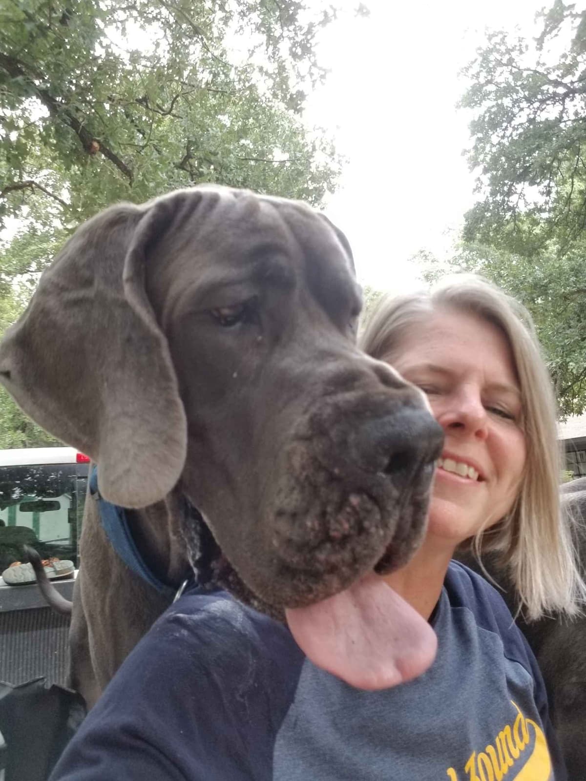 Fabulous "14" Fawn, Fawnequin, Fawn Merle (Scooby Doo) Great Danes breeder image 2