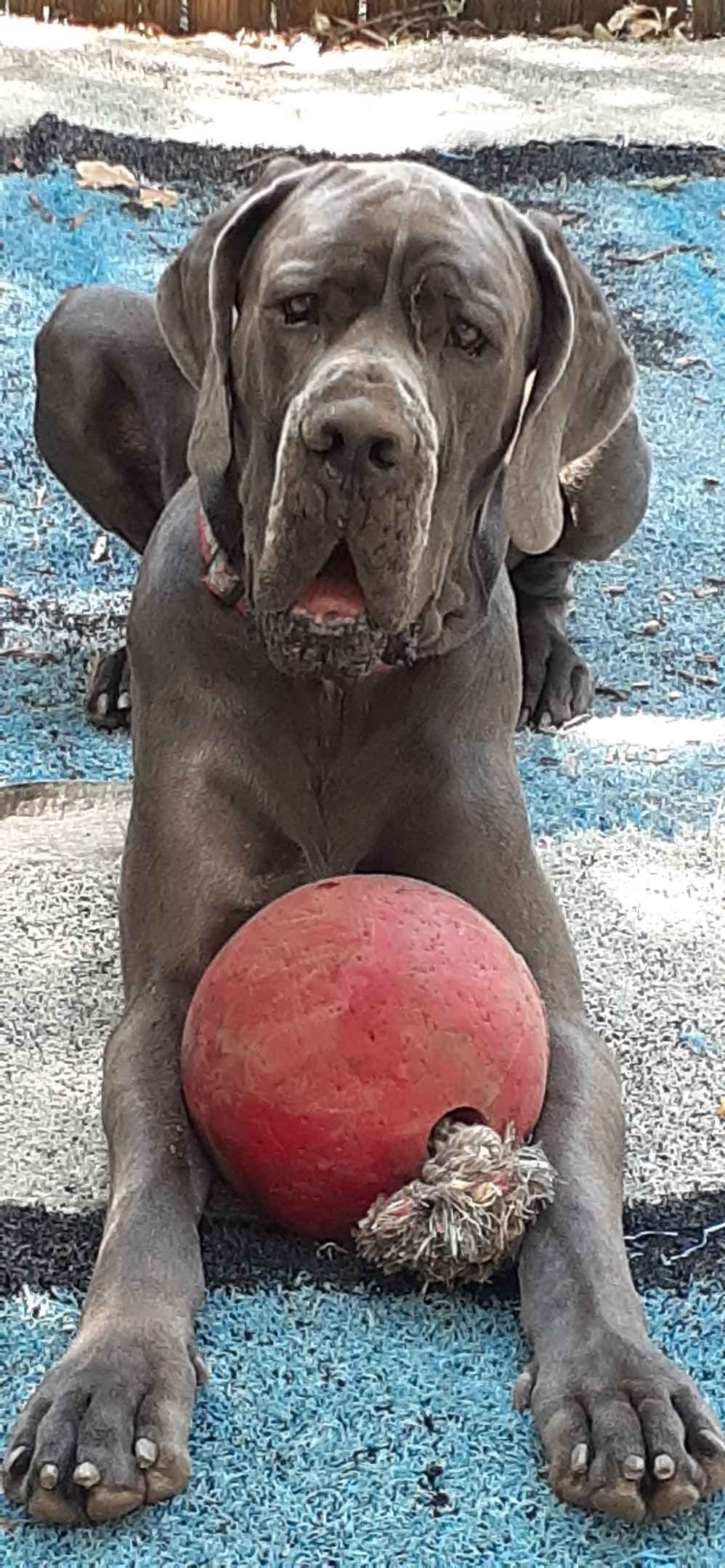 Fabulous "14" Fawn, Fawnequin, Fawn Merle (Scooby Doo) Great Danes breeder image 3