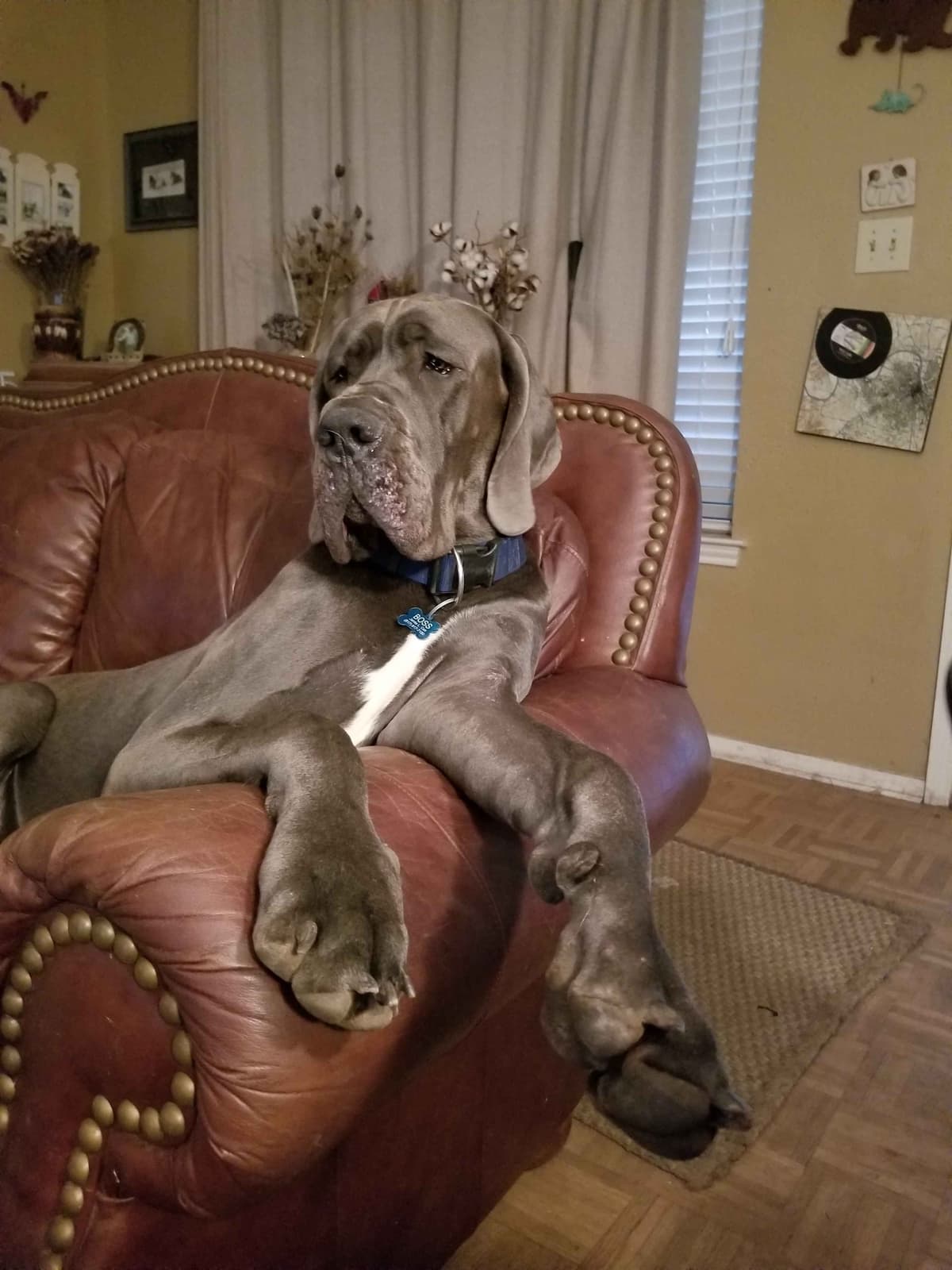 Fabulous "14" Fawn, Fawnequin, Fawn Merle (Scooby Doo) Great Danes breeder image 5