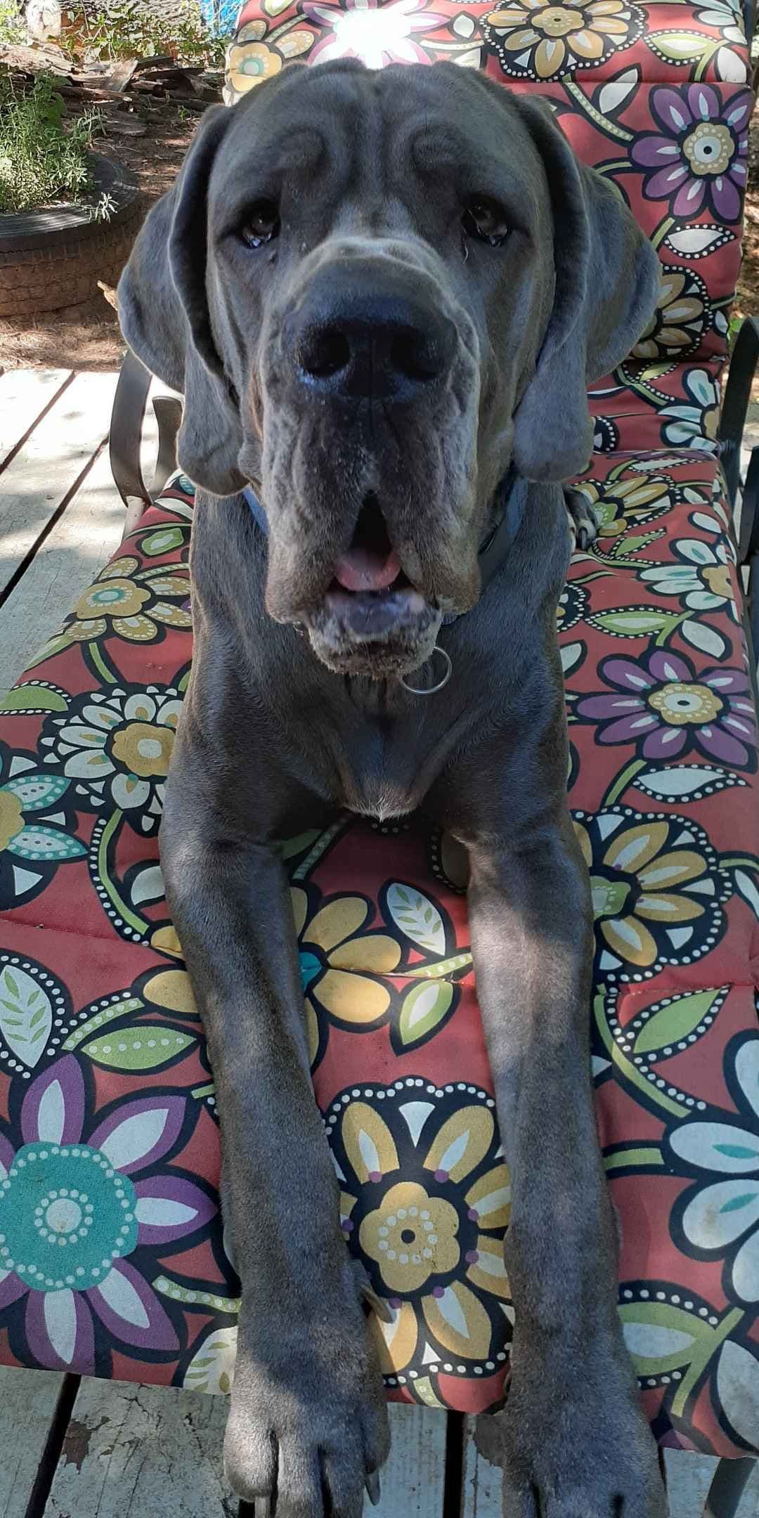 Fabulous "14" Fawn, Fawnequin, Fawn Merle (Scooby Doo) Great Danes breeder image 7
