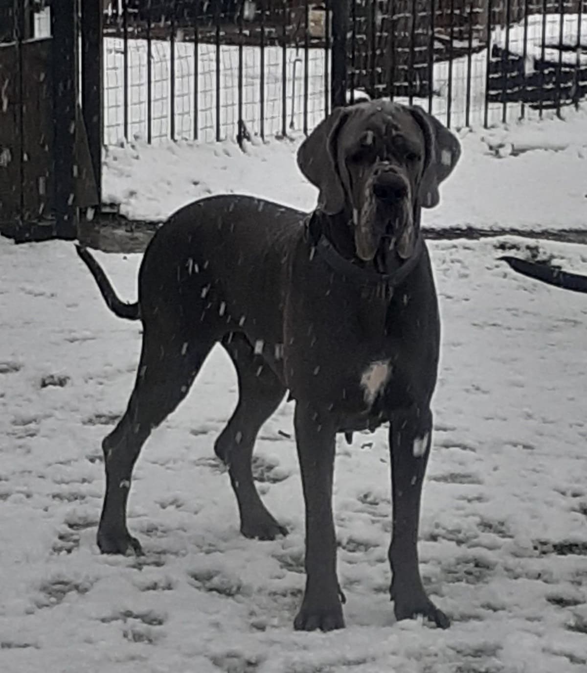Fabulous "14" Fawn, Fawnequin, Fawn Merle (Scooby Doo) Great Danes breeder image 8