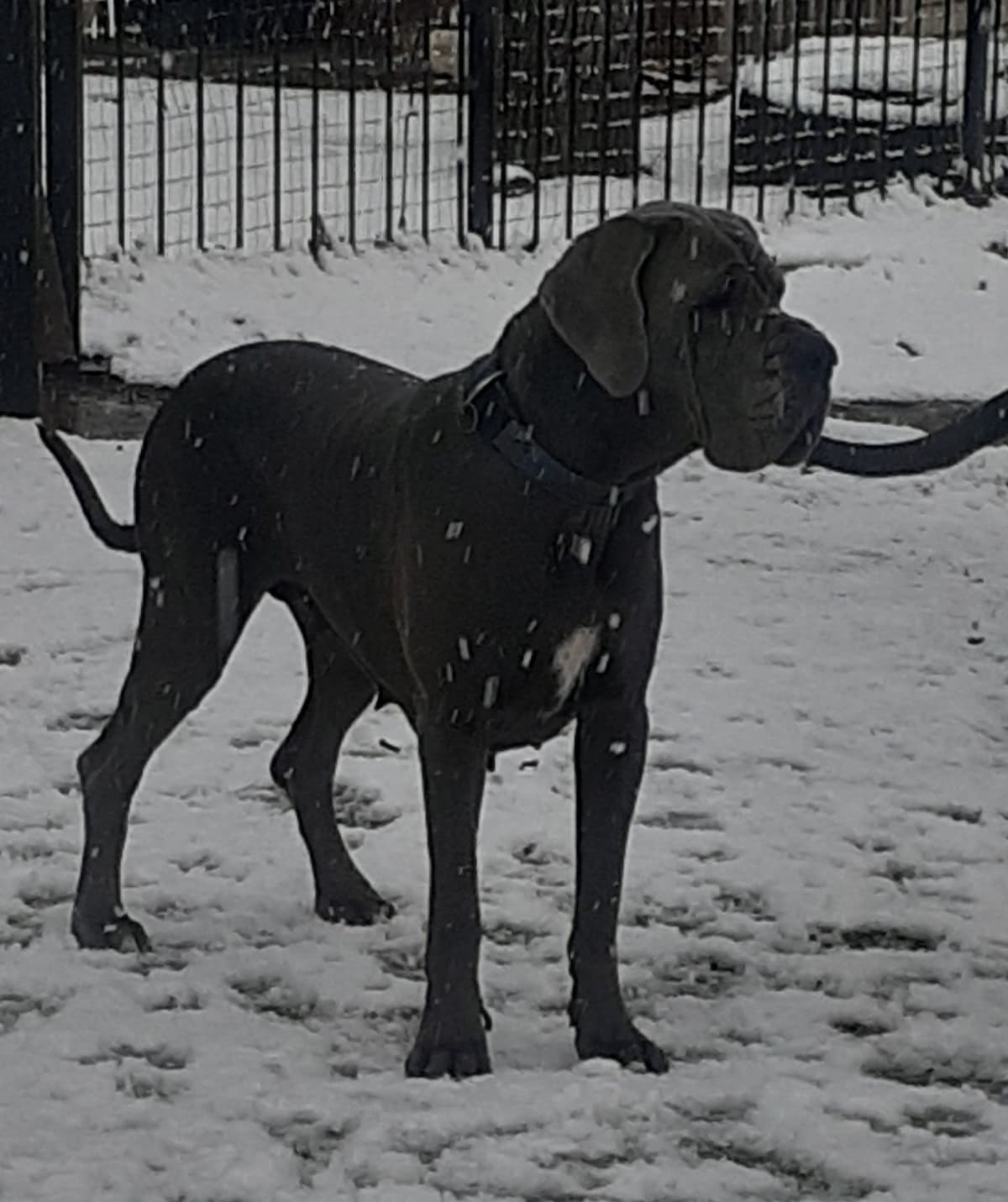 Fabulous "14" Fawn, Fawnequin, Fawn Merle (Scooby Doo) Great Danes breeder image 9