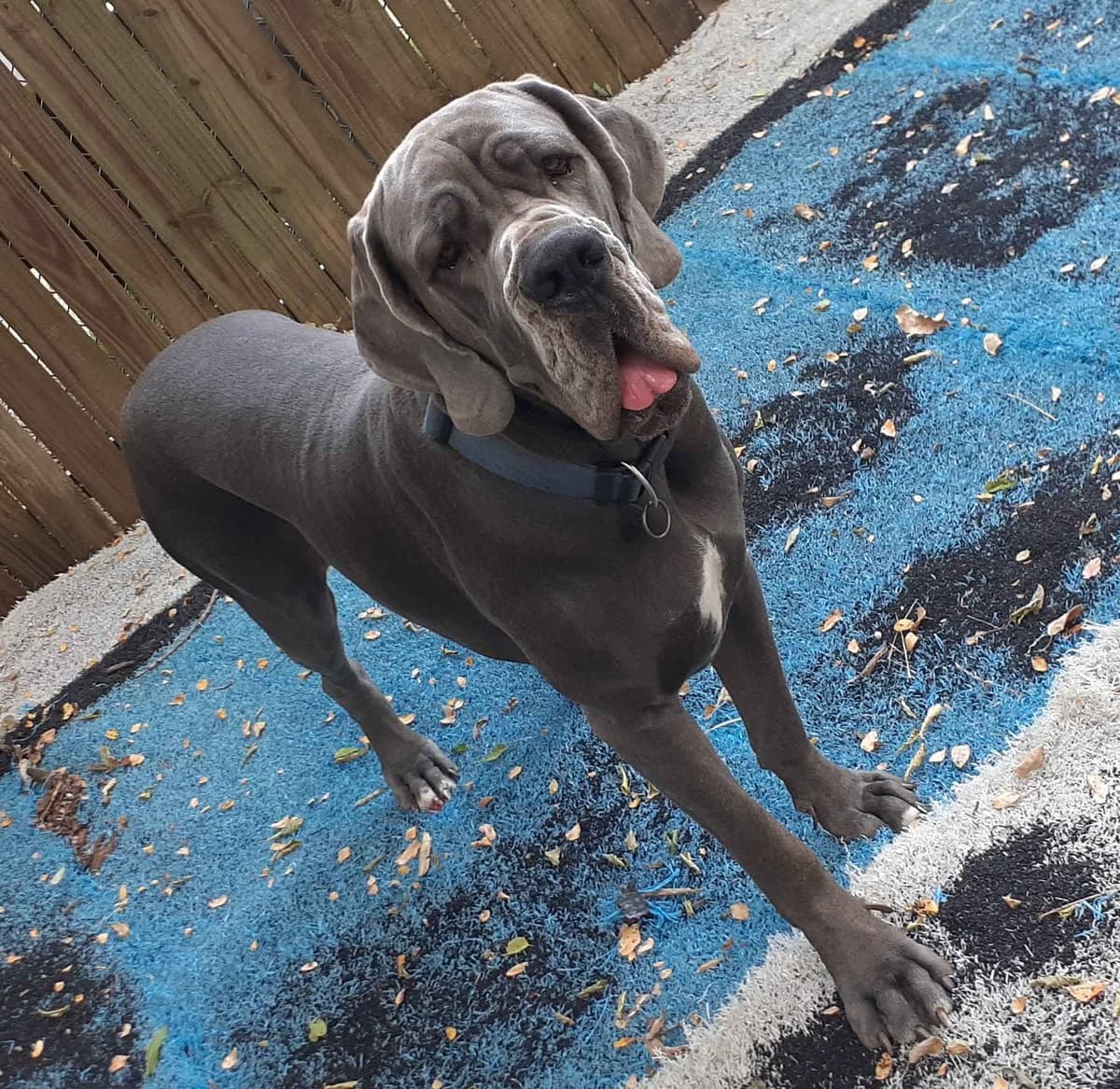 Fabulous "14" Fawn, Fawnequin, Fawn Merle (Scooby Doo) Great Danes breeder image 10