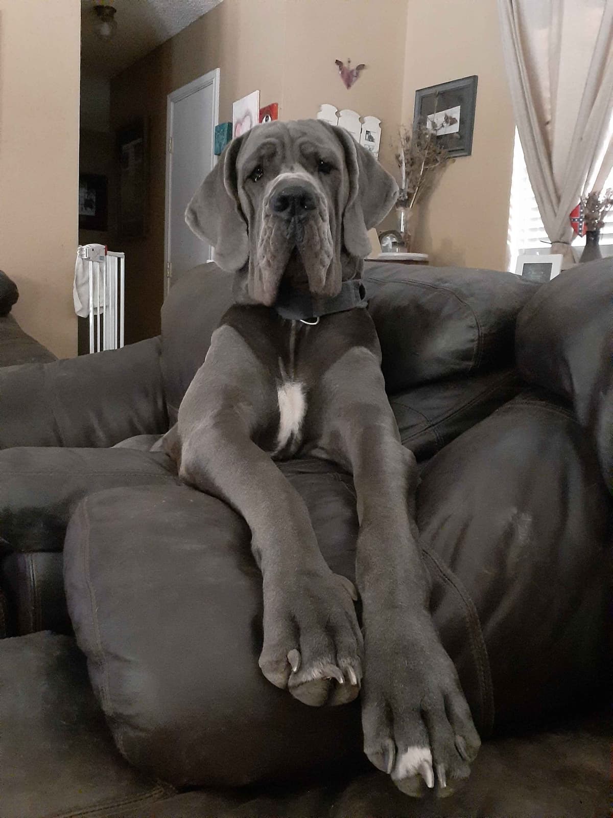 Fabulous "14" Fawn, Fawnequin, Fawn Merle (Scooby Doo) Great Danes breeder image 11