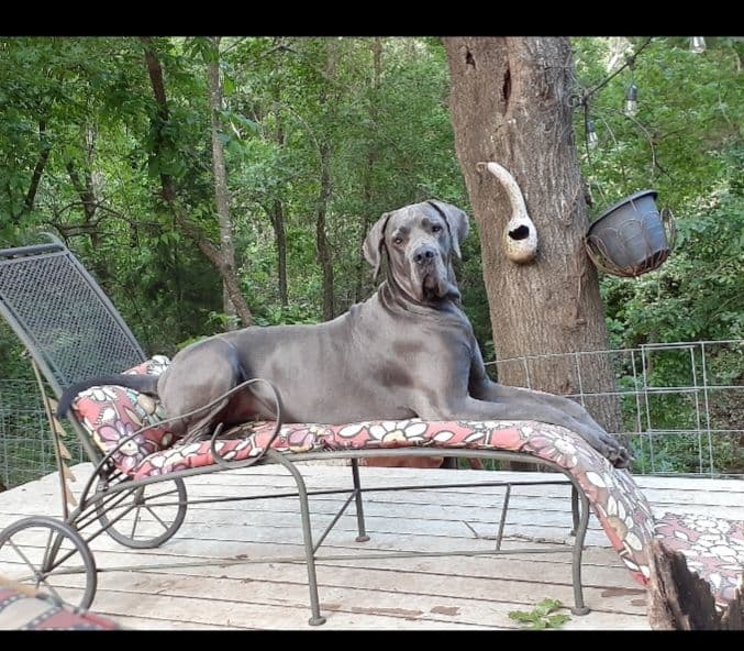 Fabulous "14" Fawn, Fawnequin, Fawn Merle (Scooby Doo) Great Danes breeder image 12