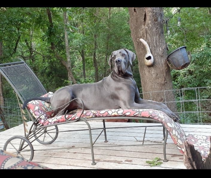 Fabulous "14" Fawn, Fawnequin, Fawn Merle (Scooby Doo) Great Danes breeder image 15