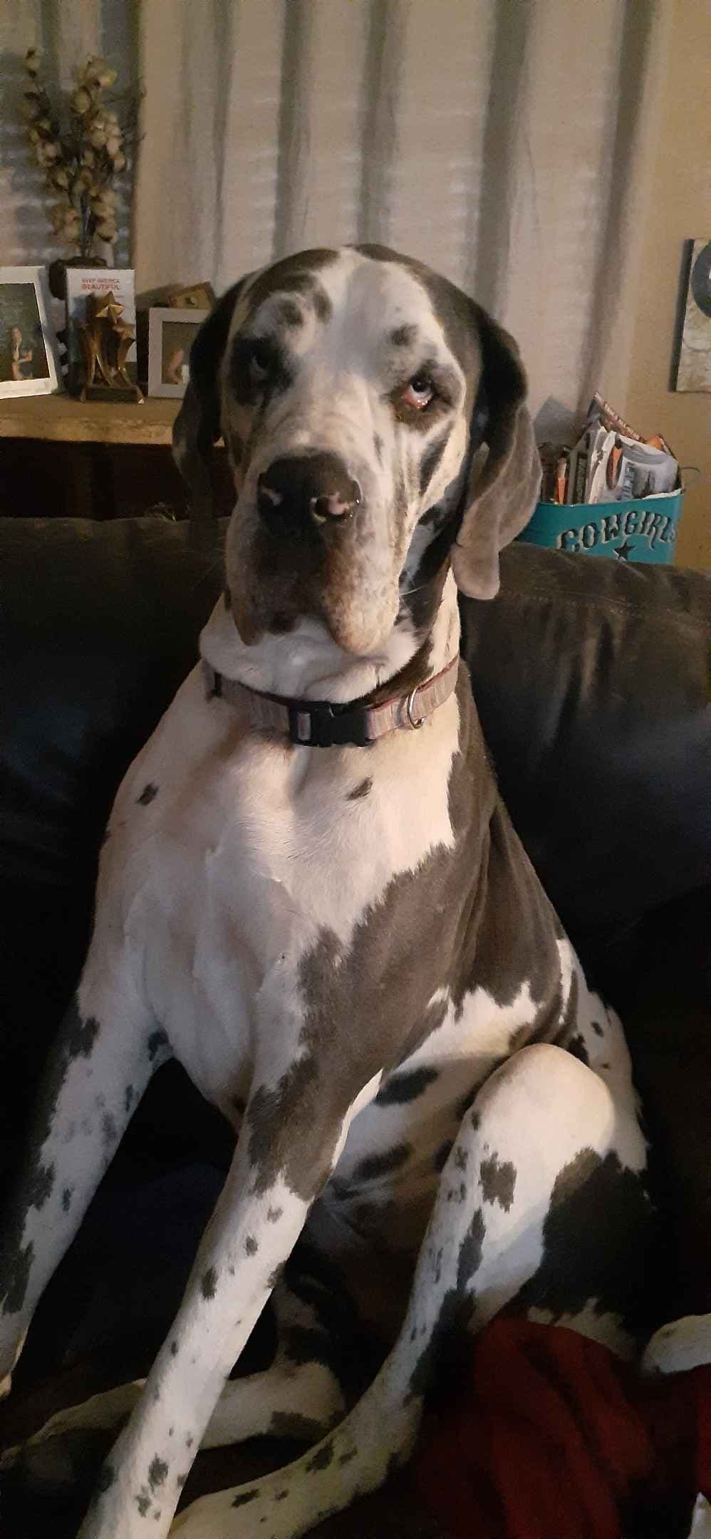 Fabulous "14" Fawn, Fawnequin, Fawn Merle (Scooby Doo) Great Danes breeder image 16