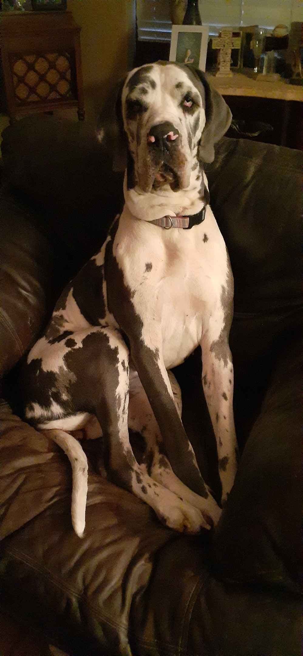 Fabulous "14" Fawn, Fawnequin, Fawn Merle (Scooby Doo) Great Danes breeder image 17