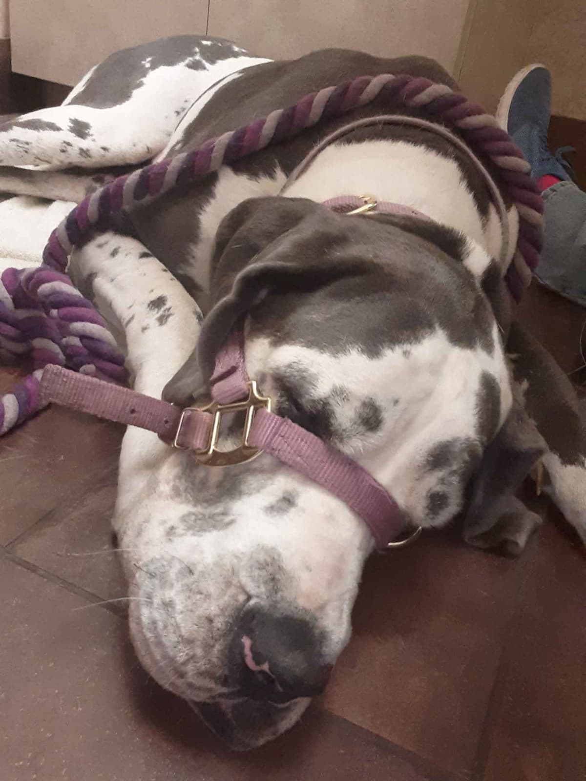 Fabulous "14" Fawn, Fawnequin, Fawn Merle (Scooby Doo) Great Danes breeder image 18