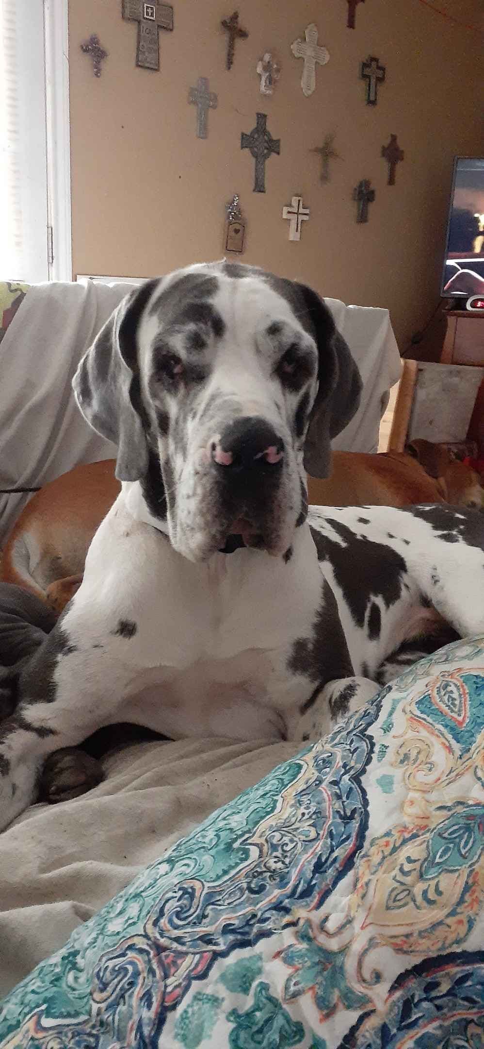 Fabulous "14" Fawn, Fawnequin, Fawn Merle (Scooby Doo) Great Danes breeder image 19