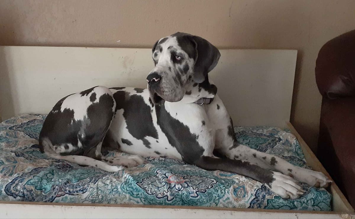 Fabulous "14" Fawn, Fawnequin, Fawn Merle (Scooby Doo) Great Danes breeder image 20
