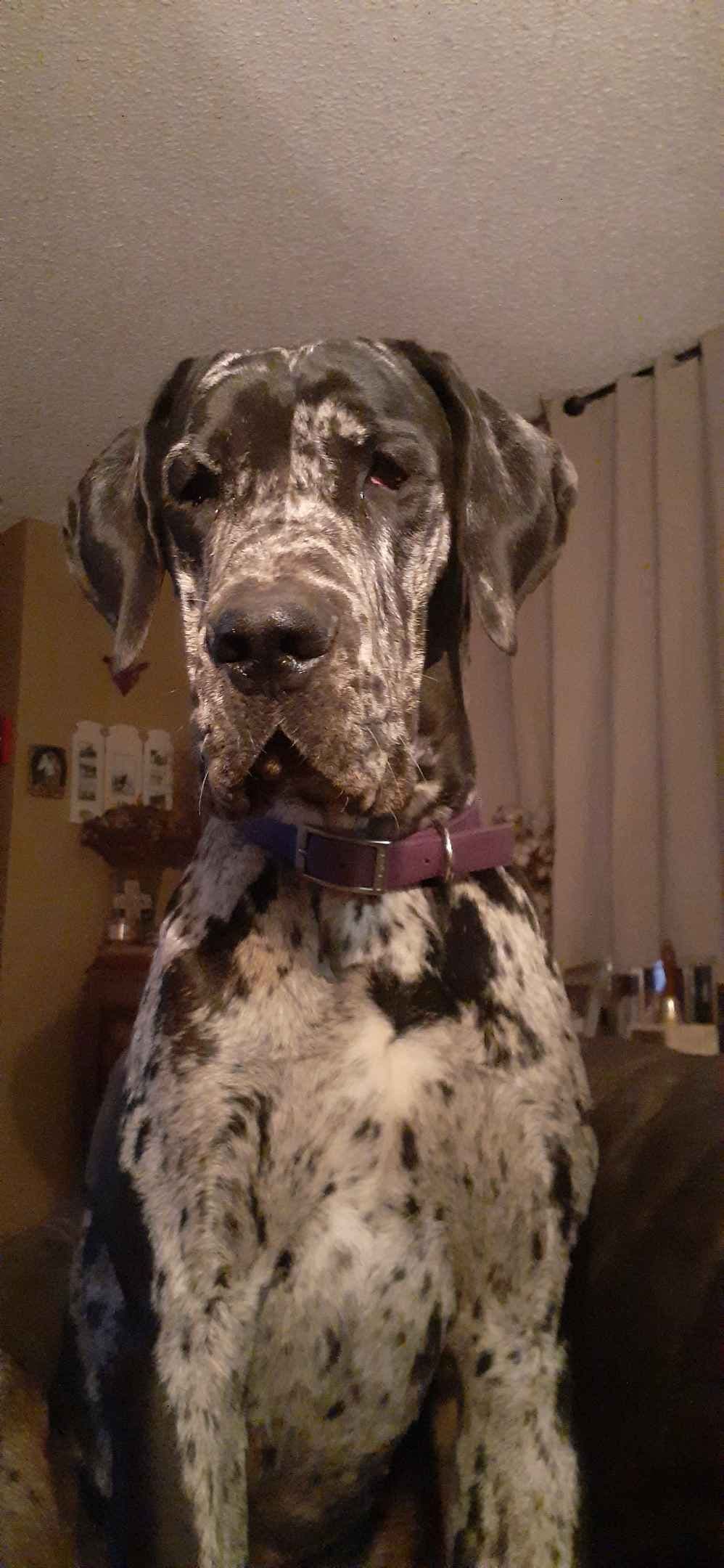 Fabulous "14" Fawn, Fawnequin, Fawn Merle (Scooby Doo) Great Danes breeder image 21
