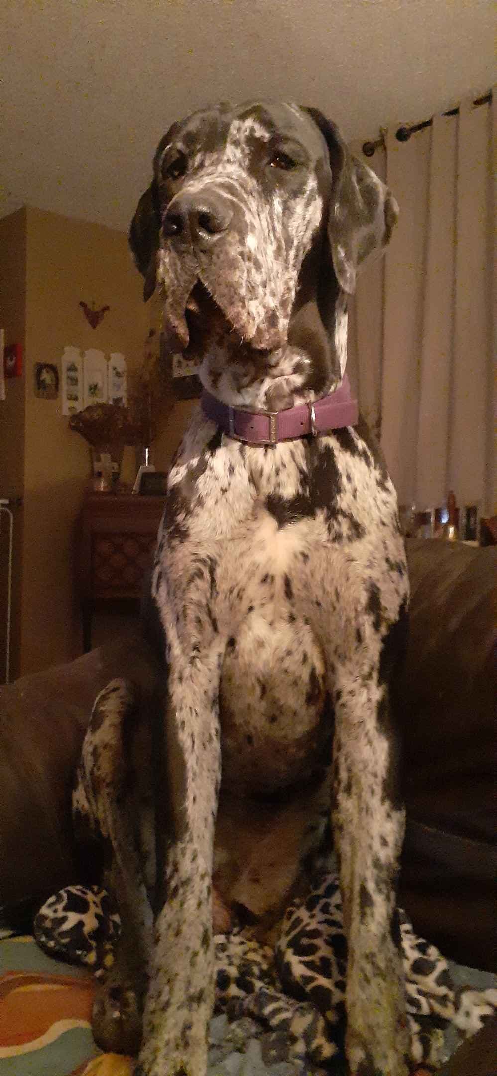 Fabulous "14" Fawn, Fawnequin, Fawn Merle (Scooby Doo) Great Danes breeder image 24