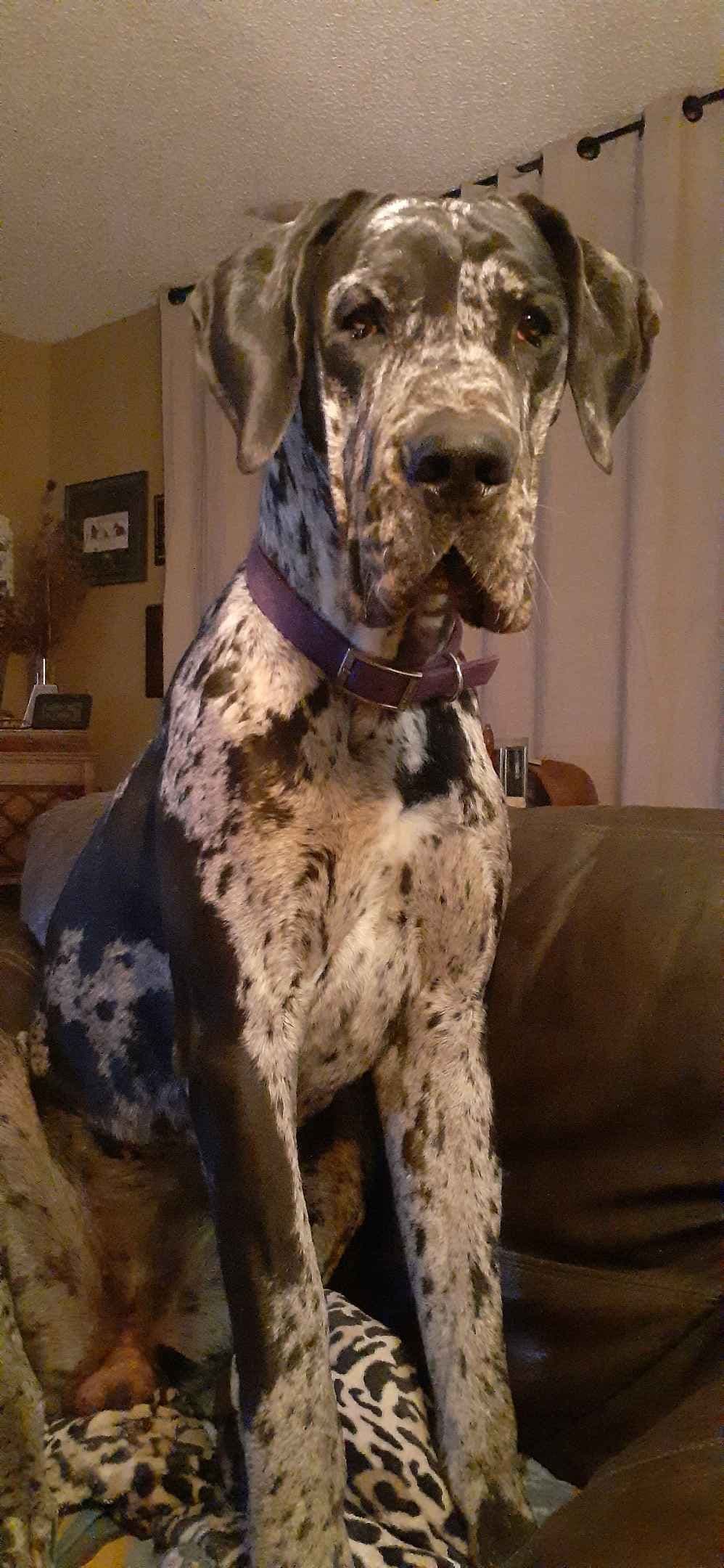 Fabulous "14" Fawn, Fawnequin, Fawn Merle (Scooby Doo) Great Danes breeder image 23