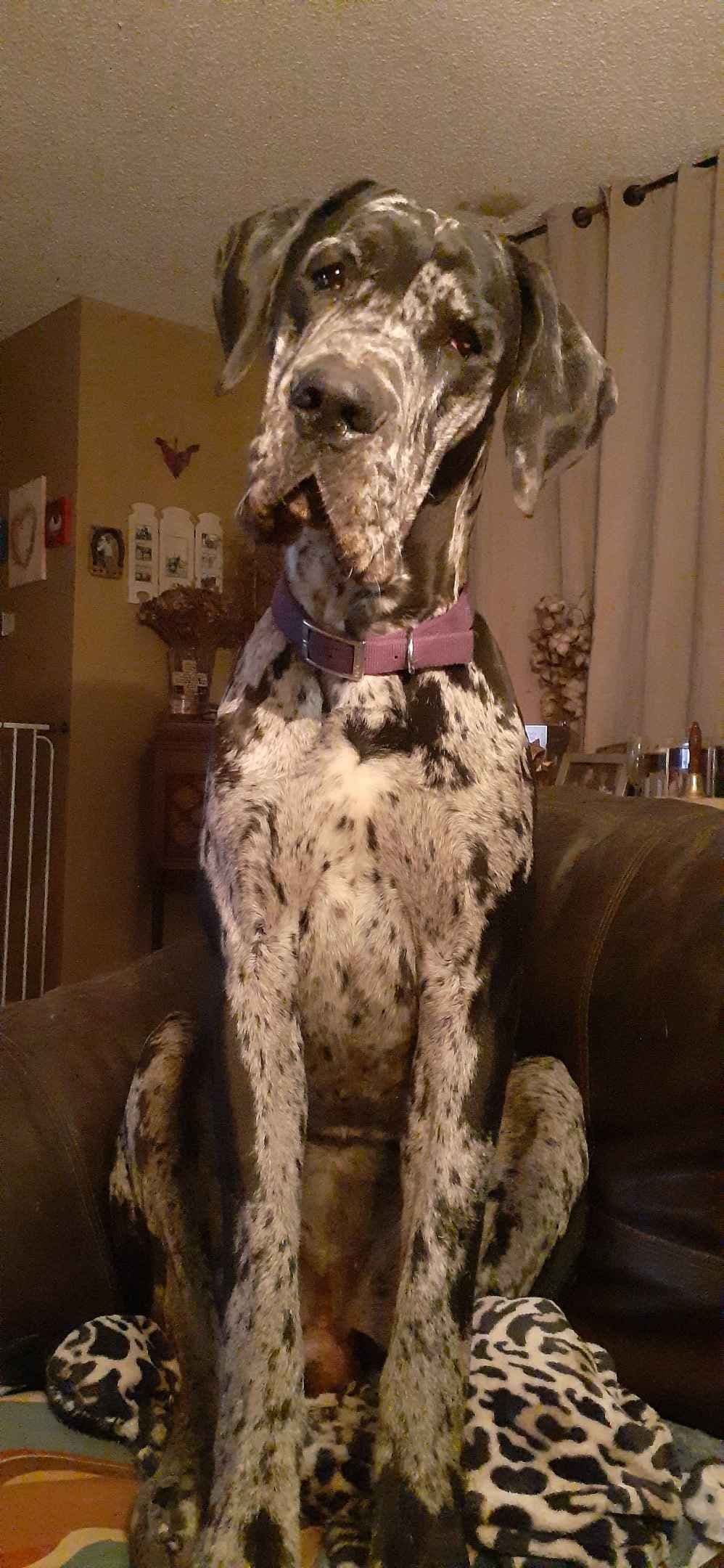 Fabulous "14" Fawn, Fawnequin, Fawn Merle (Scooby Doo) Great Danes breeder image 22