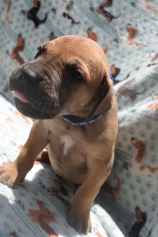 Fabulous "14" Fawn, Fawnequin, Fawn Merle (Scooby Doo) Great Danes media 2