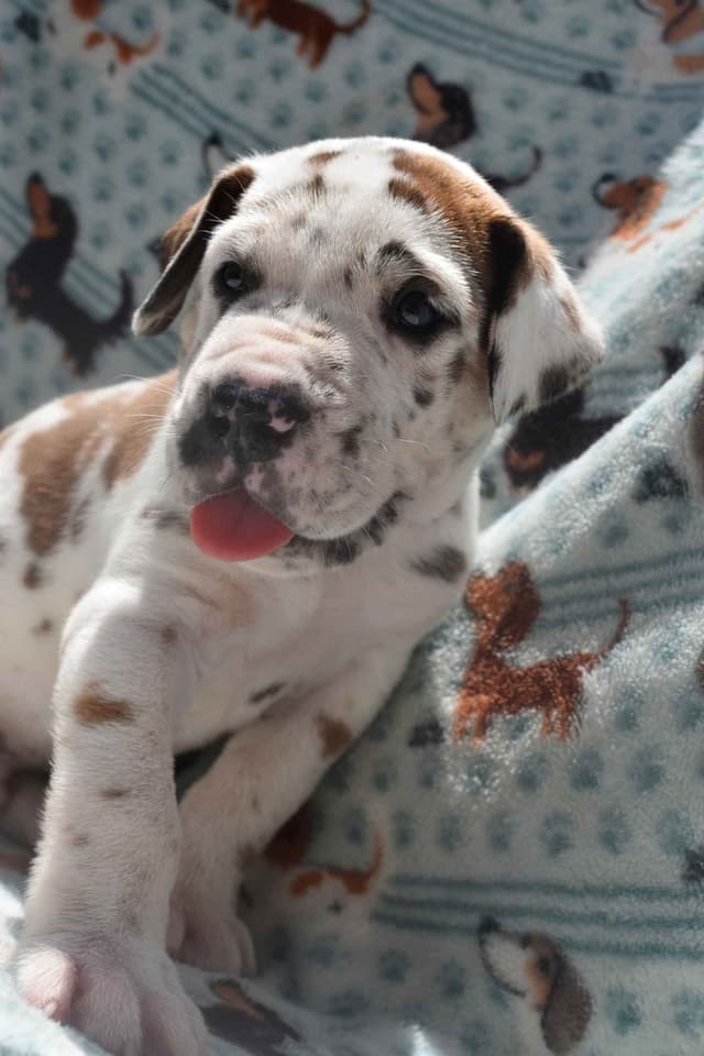 Fabulous "14" Fawn, Fawnequin, Fawn Merle (Scooby Doo) Great Danes media 3