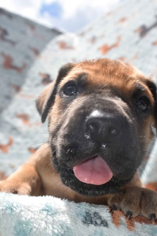 Fabulous "14" Fawn, Fawnequin, Fawn Merle (Scooby Doo) Great Danes media 5
