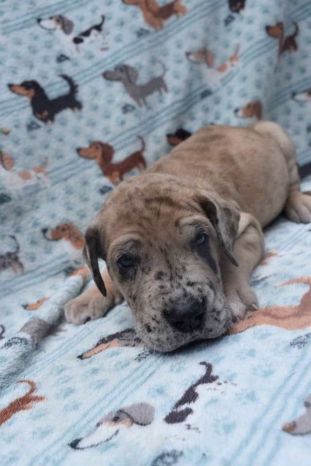Fabulous "14" Fawn, Fawnequin, Fawn Merle (Scooby Doo) Great Danes media 4
