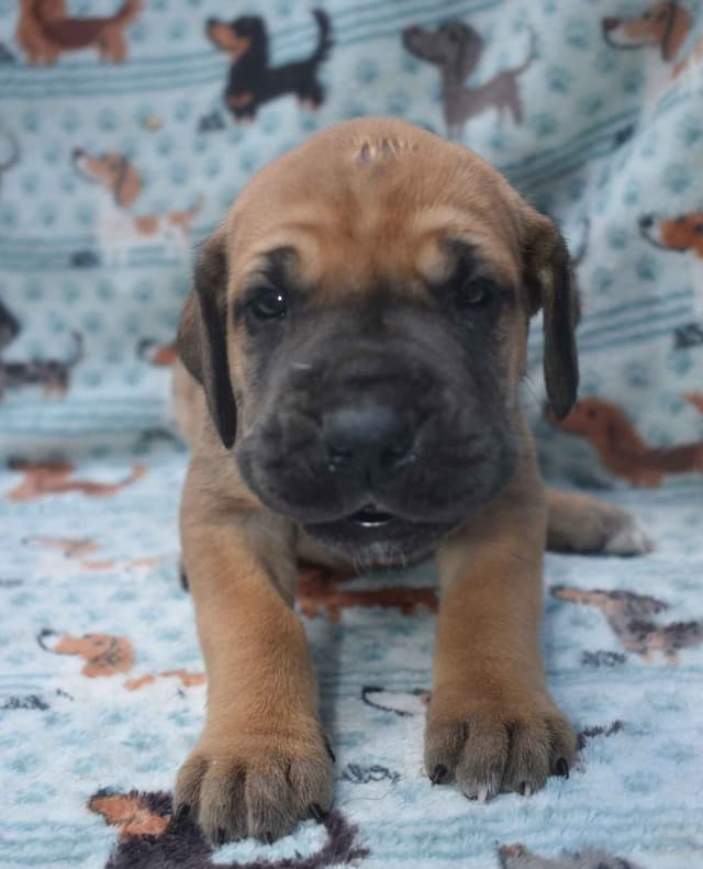 Fabulous "14" Fawn, Fawnequin, Fawn Merle (Scooby Doo) Great Danes media 6