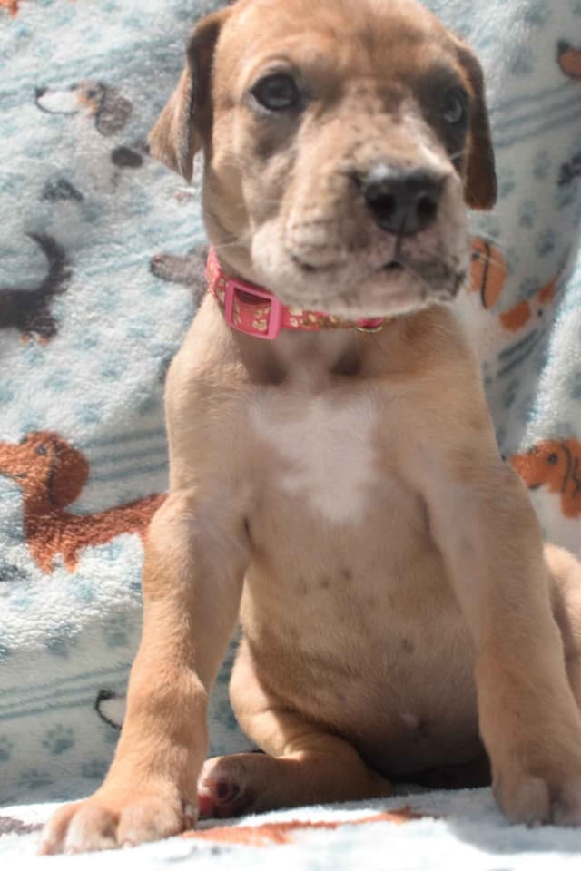Fabulous "14" Fawn, Fawnequin, Fawn Merle (Scooby Doo) Great Danes media 7