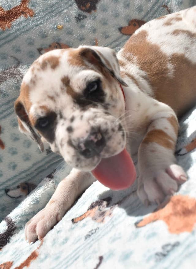 Fabulous "14" Fawn, Fawnequin, Fawn Merle (Scooby Doo) Great Danes media 10