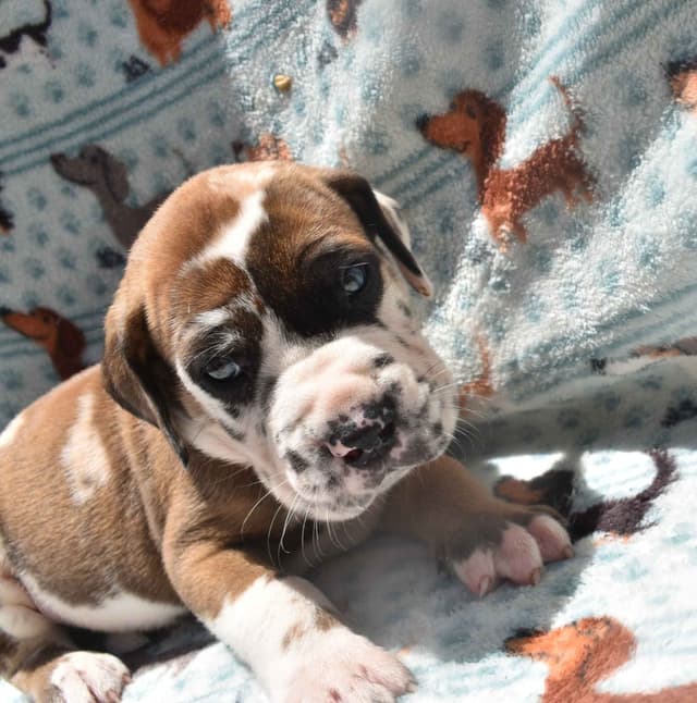 Fabulous "14" Fawn, Fawnequin, Fawn Merle (Scooby Doo) Great Danes media 14