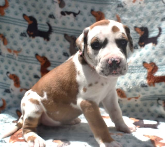 Fabulous "14" Fawn, Fawnequin, Fawn Merle (Scooby Doo) Great Danes media 9