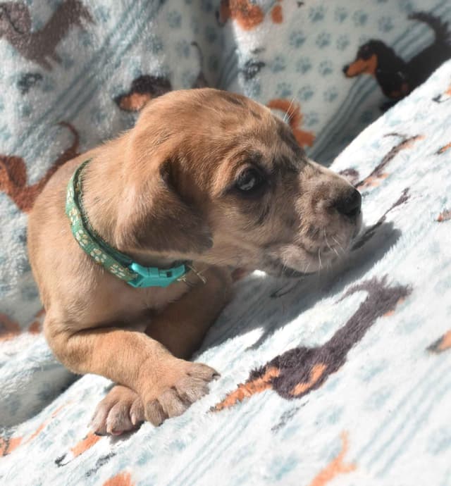 Fabulous "14" Fawn, Fawnequin, Fawn Merle (Scooby Doo) Great Danes media 12