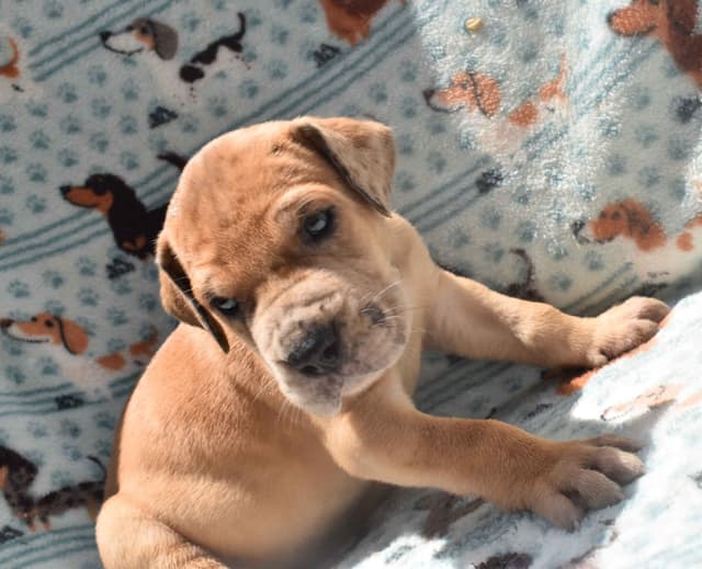 Fabulous "14" Fawn, Fawnequin, Fawn Merle (Scooby Doo) Great Danes media 13