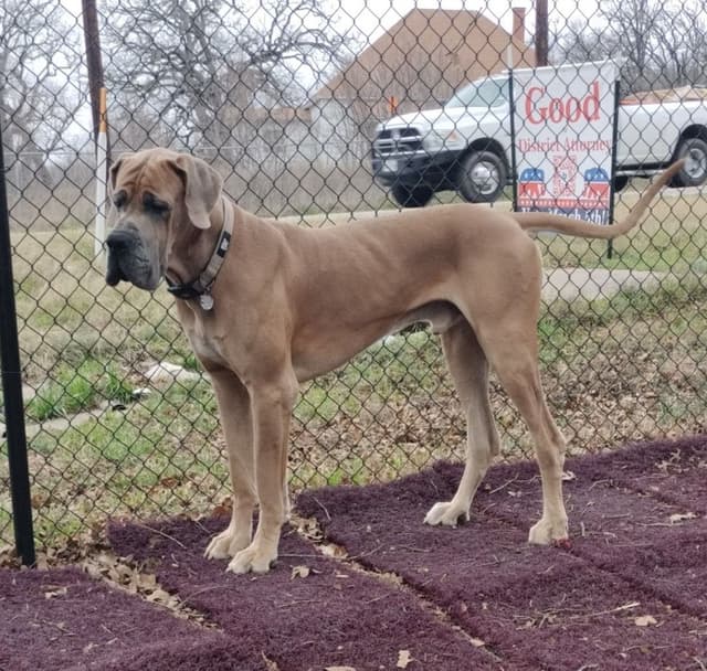 Fabulous "14" Fawn, Fawnequin, Fawn Merle (Scooby Doo) Great Danes media 15