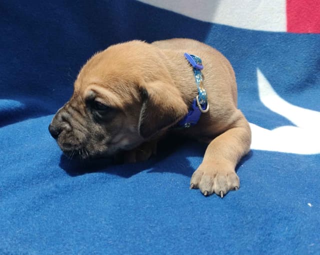 Fabulous "14" Fawn, Fawnequin, Fawn Merle (Scooby Doo) Great Danes media 16