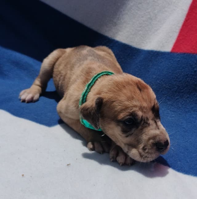 Fabulous "14" Fawn, Fawnequin, Fawn Merle (Scooby Doo) Great Danes media 17