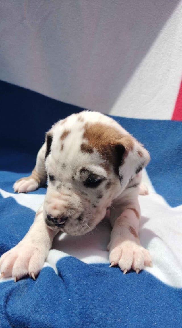 Fabulous "14" Fawn, Fawnequin, Fawn Merle (Scooby Doo) Great Danes media 18