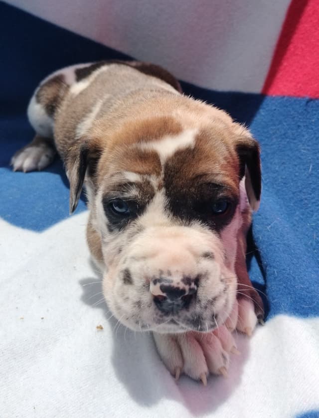 Fabulous "14" Fawn, Fawnequin, Fawn Merle (Scooby Doo) Great Danes media 20