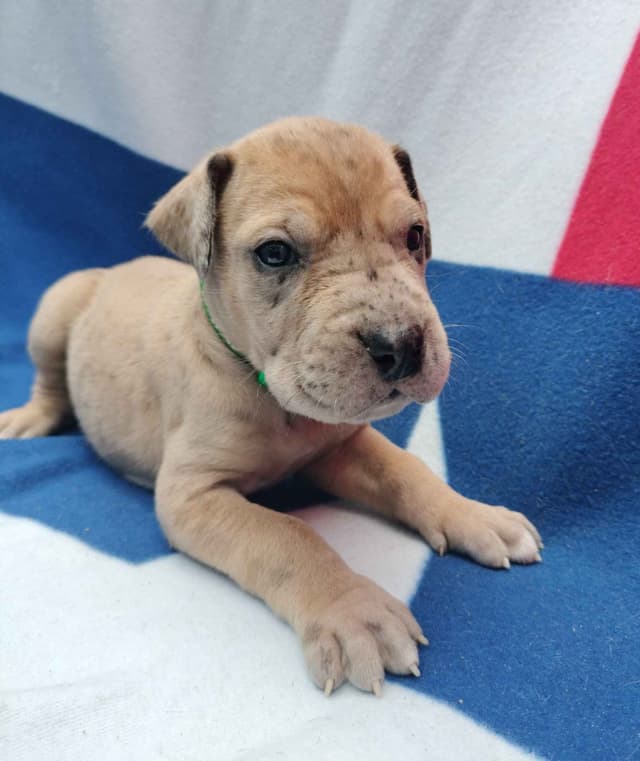 Fabulous "14" Fawn, Fawnequin, Fawn Merle (Scooby Doo) Great Danes media 24