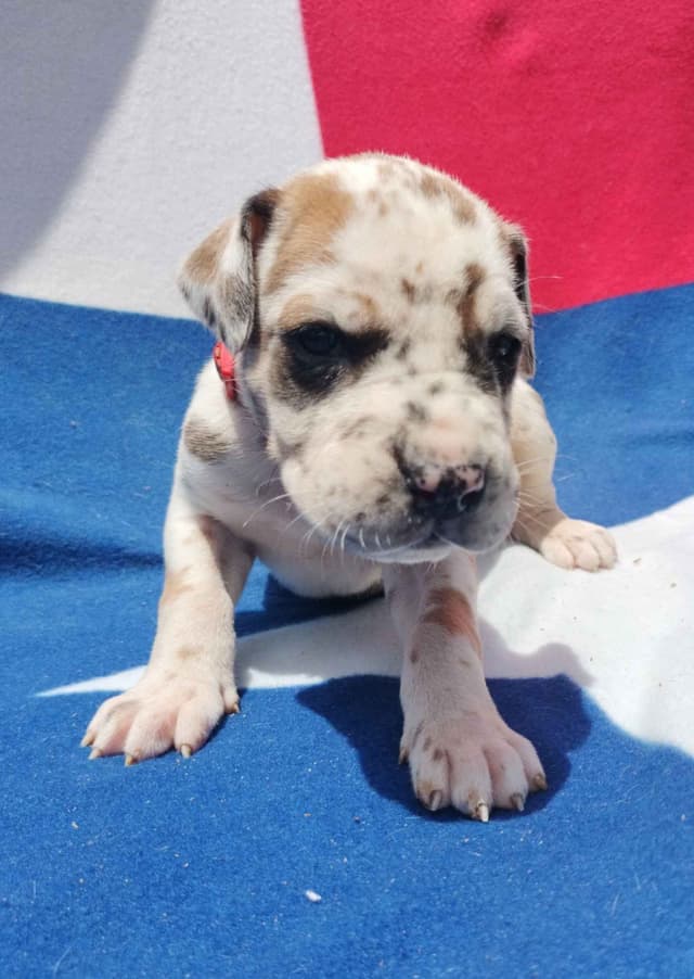 Fabulous "14" Fawn, Fawnequin, Fawn Merle (Scooby Doo) Great Danes media 19