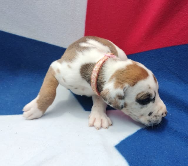 Fabulous "14" Fawn, Fawnequin, Fawn Merle (Scooby Doo) Great Danes media 21