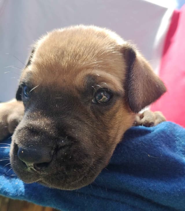 Fabulous "14" Fawn, Fawnequin, Fawn Merle (Scooby Doo) Great Danes media 26