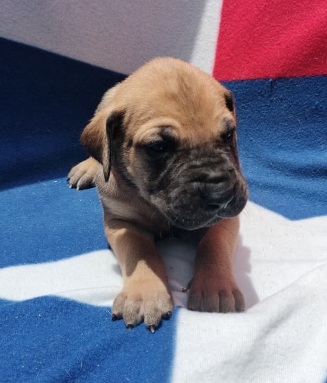 Fabulous "14" Fawn, Fawnequin, Fawn Merle (Scooby Doo) Great Danes media 22