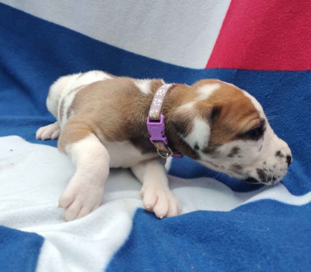 Fabulous "14" Fawn, Fawnequin, Fawn Merle (Scooby Doo) Great Danes media 28