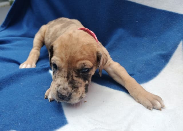 Fabulous "14" Fawn, Fawnequin, Fawn Merle (Scooby Doo) Great Danes media 23