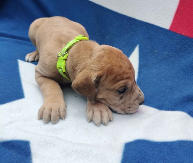 Fabulous "14" Fawn, Fawnequin, Fawn Merle (Scooby Doo) Great Danes media 27