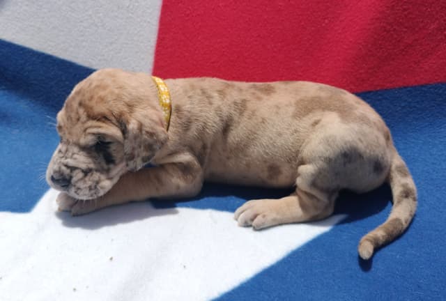 Fabulous "14" Fawn, Fawnequin, Fawn Merle (Scooby Doo) Great Danes media 29