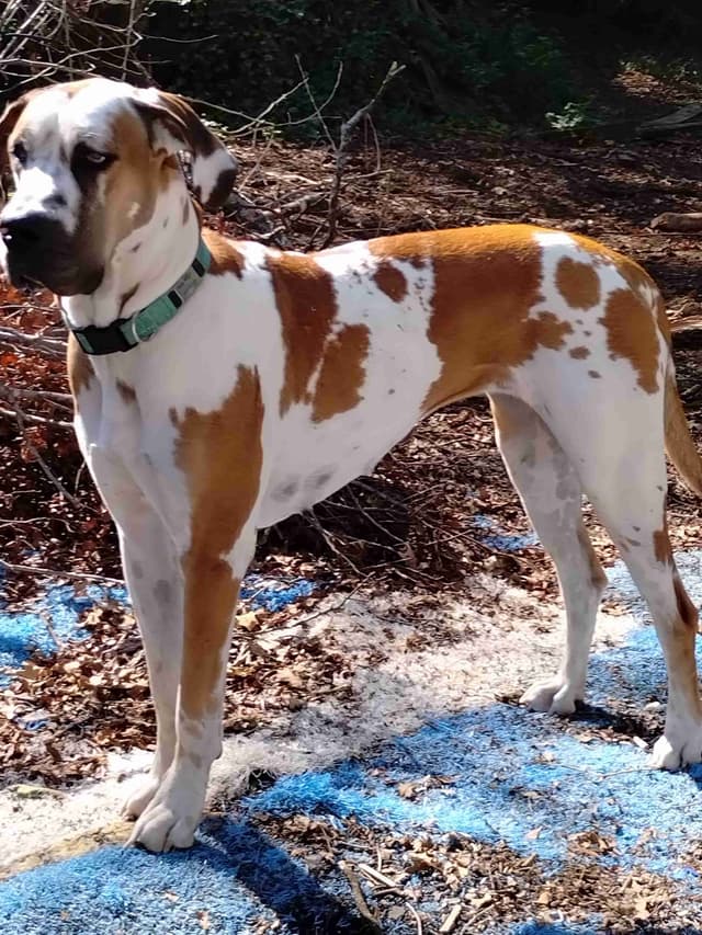 Fabulous "14" Fawn, Fawnequin, Fawn Merle (Scooby Doo) Great Danes media 30