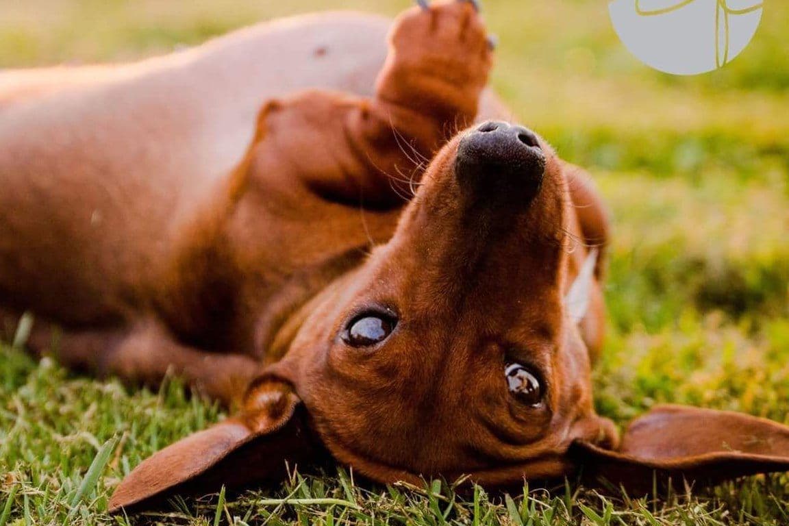 Dachshund Puppies breeder image 1