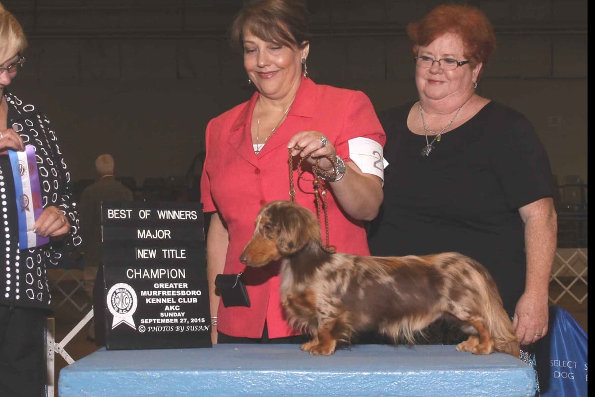 Dachshund Puppies breeder image 2