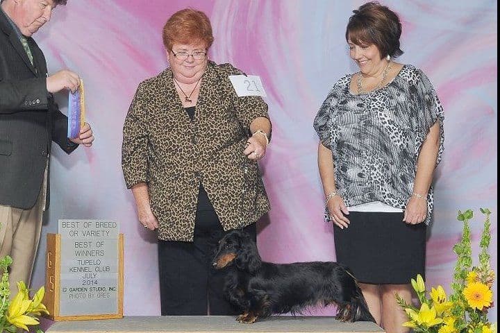 Dachshund Puppies breeder image 3