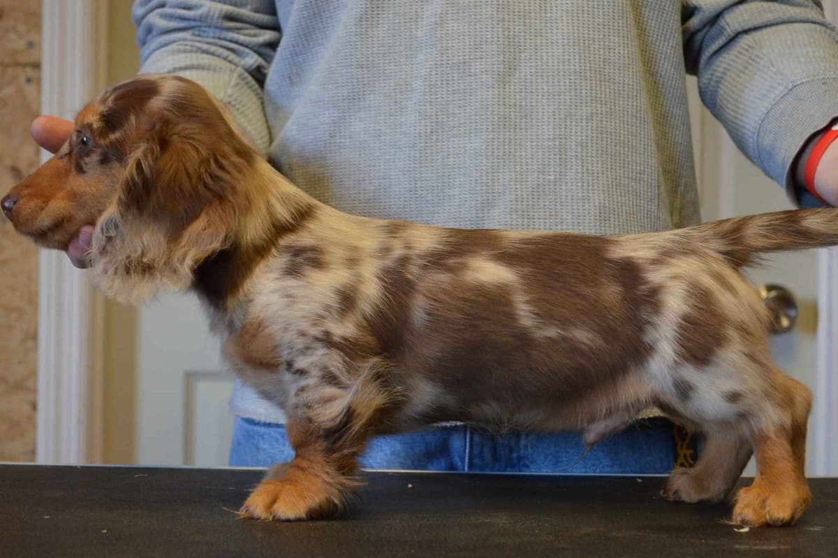 Dachshund Puppies breeder image 4