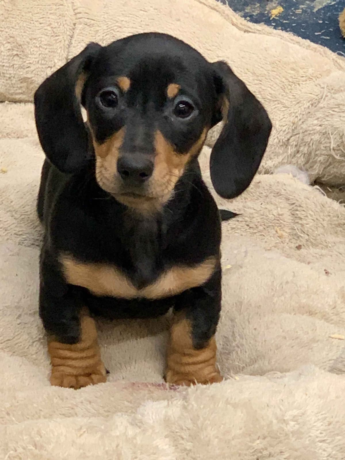 Dachshund Puppies breeder image 9